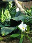 15427 White orchide.jpg